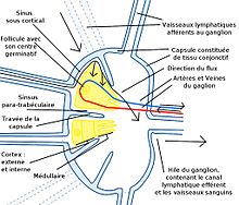 Ganglion Lymphatique Wikipedia