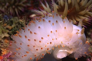 Gasflame nudibranch