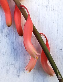 Flower of G. nitida var nitida Gasteria nitida var nitida - flowers 0.jpg