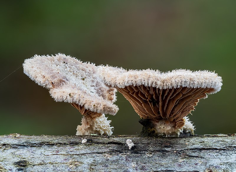 File:Gemeiner Spaltblättling, Schizophyllum commune-20191216-RM-152856.jpg