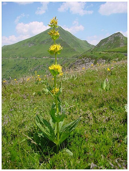 File:Gentiane jaune sancy.JPG