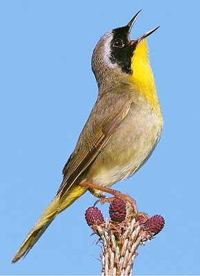 Beschrijving van de afbeelding Geothlypis trichas.jpg.