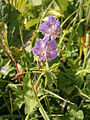 Geranium phaeum