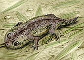 Life restoration of the Permian frog precursor Gerobatrachus Gerobatrachus NT.jpg