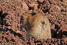 Giant mole-rat (Tachyoryctes macrocephalus).jpg