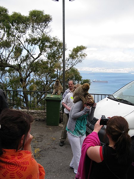 File:Gibraltar Barbary Macaque-Gibraltar-2.jpg