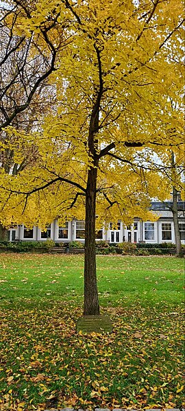 File:Ginko biloba im Stadtgarten.jpg