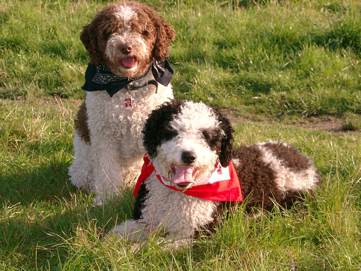 Gino Rasta Spanish Waterdog.jpg