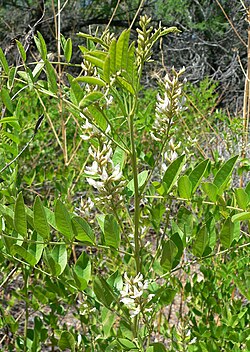 Amerikansk lakridsrod (G. lepidota)