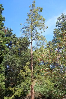 Glyptostrobus pensilis - UC Davis Arboretum - DSC03384.JPG