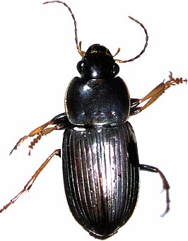 Gnathaphanus melbournensis