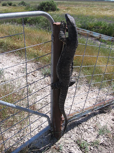 File:Goanna on fence.JPG