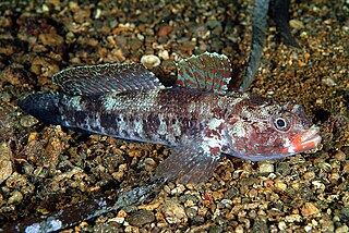 Red-mouthed goby Species of fish