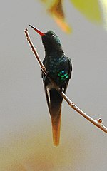 Miniatura per Colibrí maragda de Mèxic