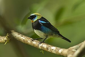 Purple Masked Tangare (Tangara larvata)