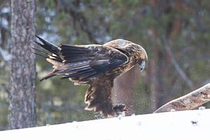 Golden Eagle (Aquila chrysaetos) (13667935303).jpg