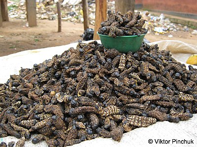 В Замбии едят гусениц, они же должны стать частью меню путешественника в этой стране