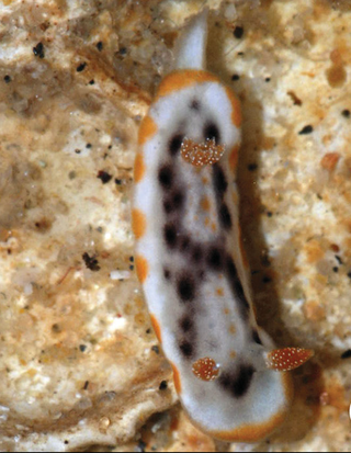 <i>Goniobranchus pruna</i> Species of gastropod