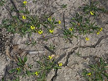 Habit Goodenia heteromera habit.jpg