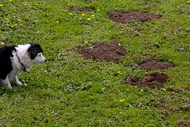 Ce chien a l'air très étonné de voir un gaufre sortir de terre et creuser des trous partout !