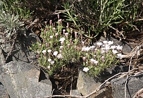 Granite gilia (Leptodactylon pungens)