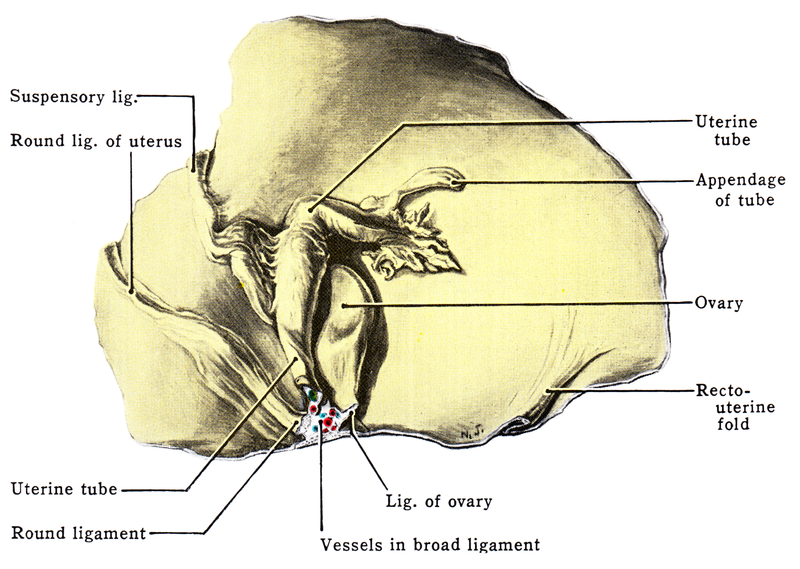 File:Grant 1962 237.1.png