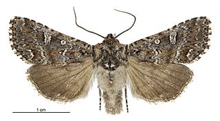<i>Ichneutica lithias</i> Species of moth