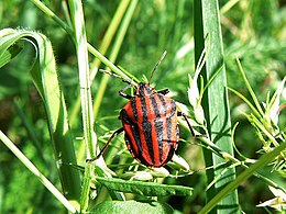 odrasla stenica