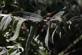 Gratiola officinalis (Gratiole officinale)