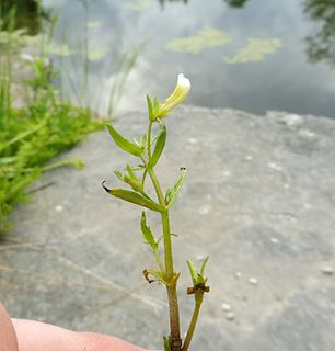 <i>Gratiola quartermaniae</i> Species of flowering plant