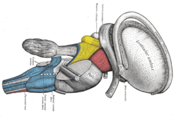 Trunci encephali sectio