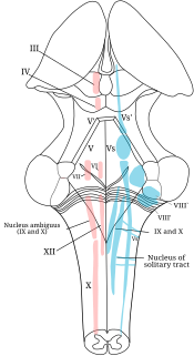 Abducens nucleus