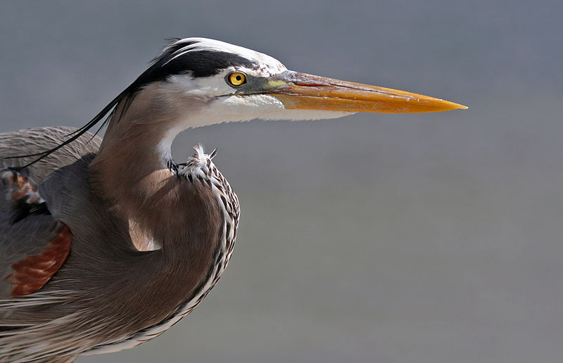 800px-Great_Blue_Heron_Portrait.jpg