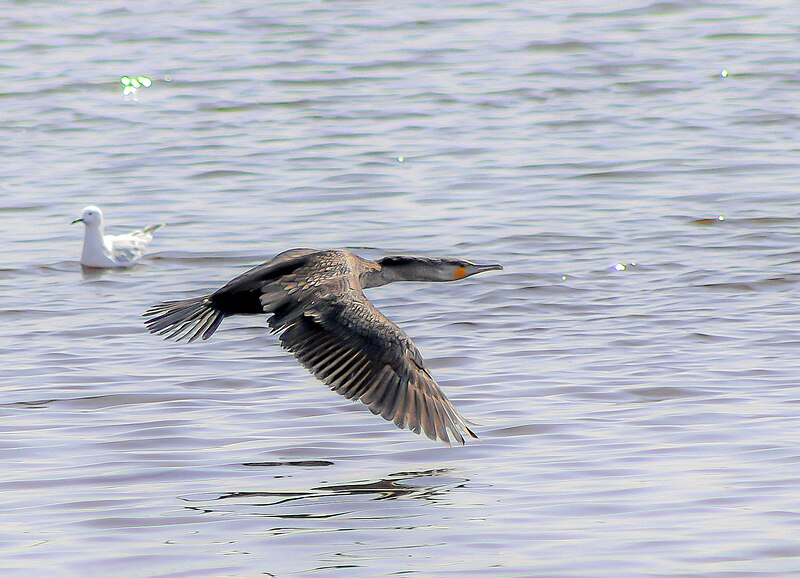 File:Great Cormorant and Black-headed Gull, off Dubai.jpg