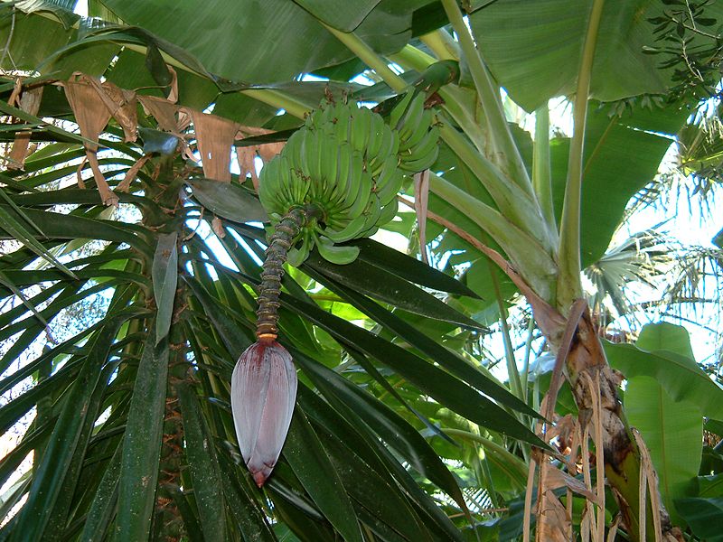 File:Greece Corfu Banana.JPG