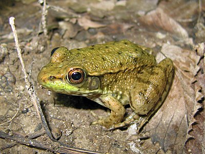 Rana clamitans ("צפרדע ירוקה) בפארק