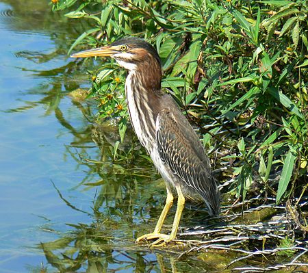 Green Heron4.jpg