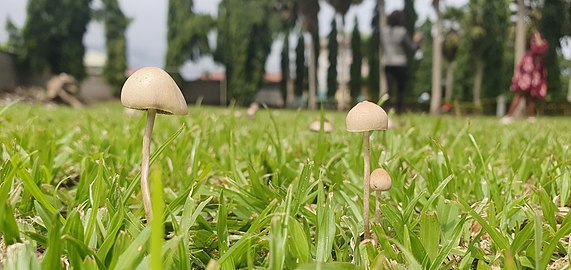 Champignons Photograph: Adeso Divine Mbaku