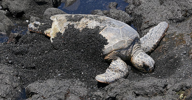 File:Green turtle at Black sand beach in Kona.jpg