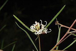 Grevillea wiradjuri.jpg