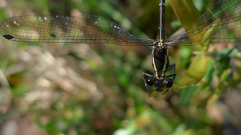 File:Grey-chested Flatwing (8061692248).jpg