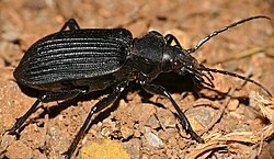 Calosoma planicolle