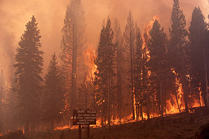 Ground fire at Grant Village 2.jpg