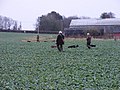Gun Dog Training - geograph.org.uk - 1610031.jpg