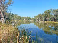 Gunbower Forest