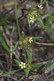 <i>Gymnosteris parvula</i> Species of flowering plant