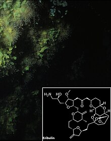 L'halichondrine B (en), extraite de l'éponge japonaise Halichondria okadai, est à l'origine de la synthèse de l'éribuline, médicament anticancéreux[46].