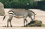 Vignette pour Uzekol (Equus zebra)