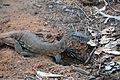 Heath goanna Varanus rosenbergii (8271134190).jpg