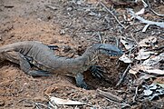 Heath goanna Varanus rosenbergii (8271134190).jpg